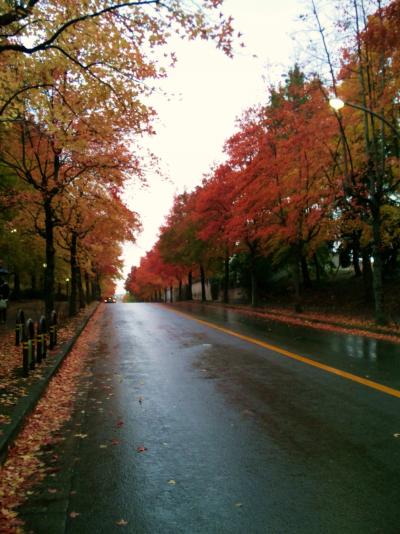 雨の紅い街路樹☆三色彩道