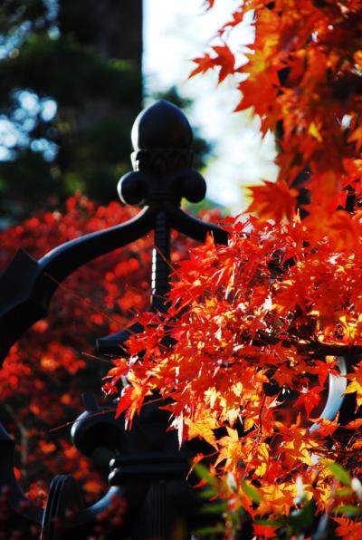 東京/ミシュラン三ツ星観光地高尾の紅葉(2009年11月）