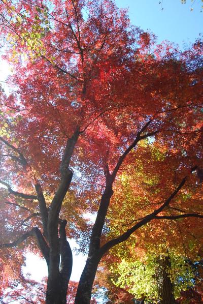 多福寺の紅葉を見ることができた!