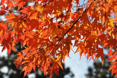 赤城温泉で紅葉を垣間見ました