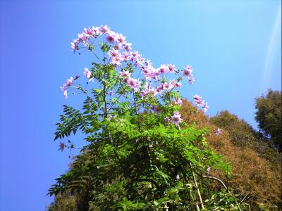 川口グリーンセンターで皇帝ダリアと冬桜