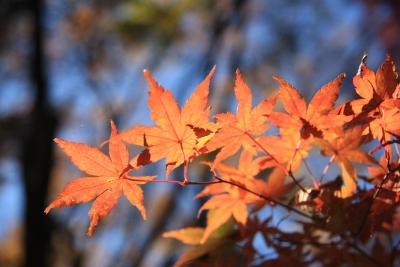 紅葉の高尾山　大渋滞にもめげず歩きました