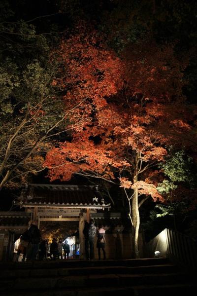 大本山永源寺の紅葉（ライトアップ版）