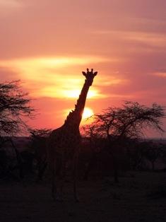 動物三昧旅行記@KENYA vol.2