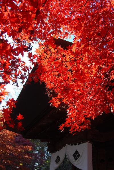 多門院の紅葉を愛でる①毘沙門堂付近の紅葉