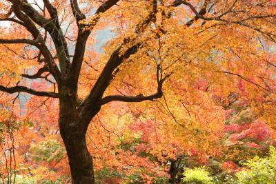 秋の京都　ぶらり散歩旅　2日目