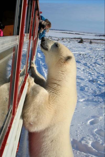 シロクマと犬ぞり体験の旅＠Churchill ☆ Polar Bear Watching &amp; Dog Sled