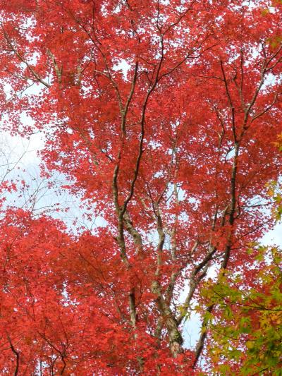 09’11月　箱根仙石原・長安寺の紅葉と日帰り温泉へ・・(^^♪　