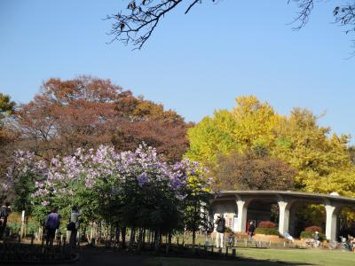 色づく銀杏を背景に皇帝ダリアが咲き乱れる小金井公園