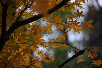 紅葉・時の栖=ニコンD700編=