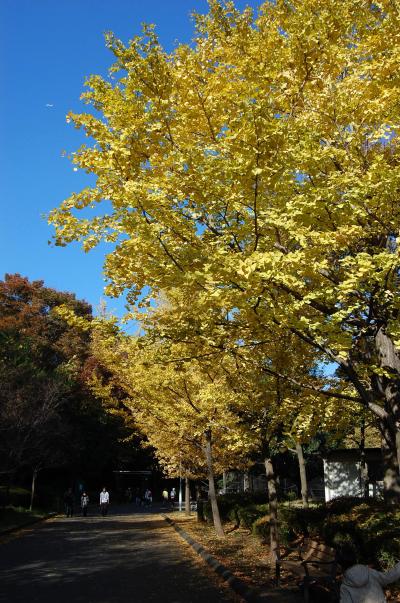 神奈川探訪（１１）　三ツ池公園の紅葉