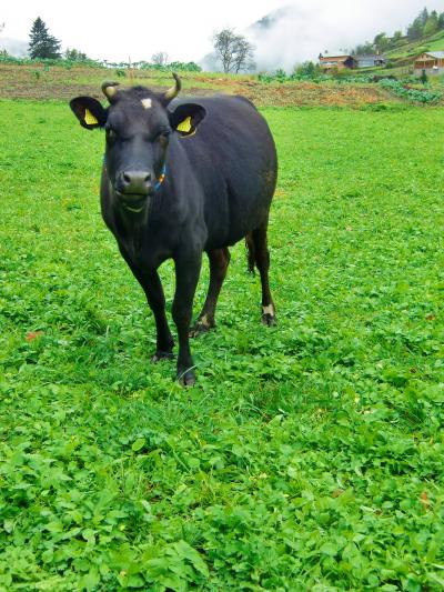 トルコ　黒海沿岸の旅　ウズンギョルの日記