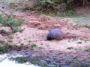 動物三昧旅行記＠KENYA　vol.3