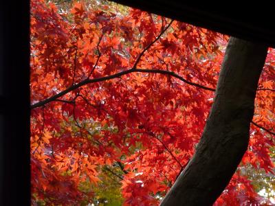 2009年の本土寺の紅葉