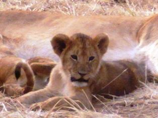 動物三昧旅行記@KENYA vol.4