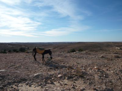 チュニジア 4泊7日の弾丸ツアー!その4
