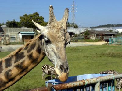 １２．秋の浜名湖１泊旅行　浜松モザイカルチャー世界博２００９ その５　浜松市動物園