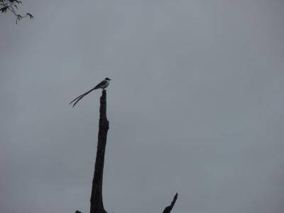 ２００８　年末年始　ブラジル　リオ→イグアス→アマゾン　⑤