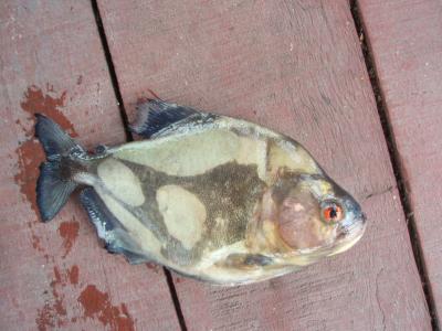 ２００８　年末年始　ブラジル　リオ→イグアス→アマゾン　⑥