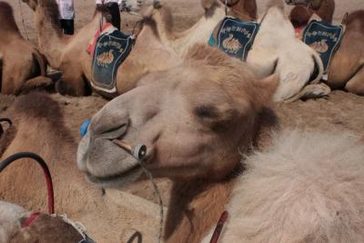 寧夏・青海ツアー（２）：銀川市砂湖