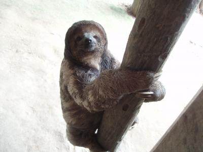 ２００８　年末年始　ブラジル　リオ→イグアス→アマゾン　⑦