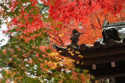 燃える秋に間に合いました。光明寺～大原野神社～醍醐寺