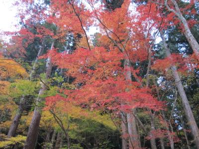 香嵐渓　　最後の紅葉狩り