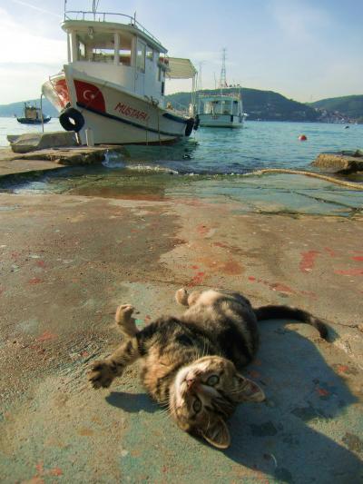 イスタンブールの猫たち　Ben bir kedi olmak istiyorum!