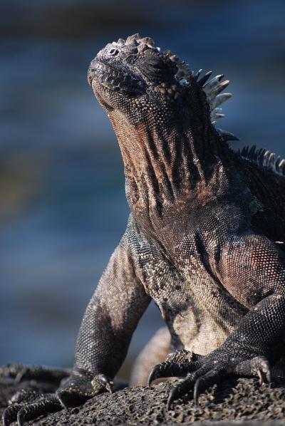 2009☆南米横断の旅☆⑫エクアドル　ガラパゴス：パート３　ラビダ島＆サンチャゴ島　プエルトエガス