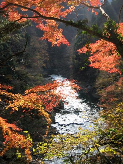 Japan 日暮れをいそぐ紅葉狩り　～ミツバチばあやの冒険～
