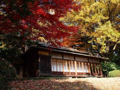 明治神宮御苑の紅葉散歩　The Meiji Shrine in Autumn
