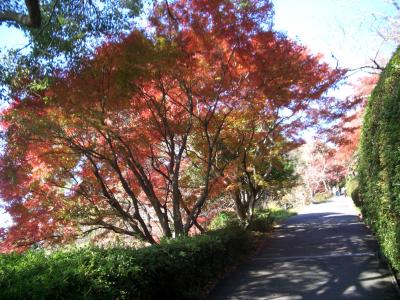 半田山植物園の紅葉