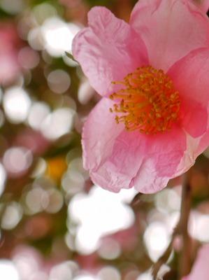 三重　松阪の泰運寺と山茶花