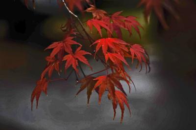 紅葉・虹の郷=ライトアップ前に入園=