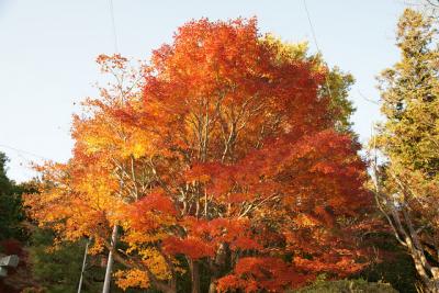 大原野神社のもみじ