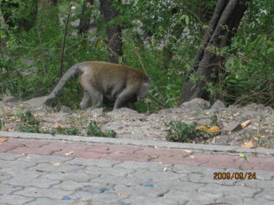 雑感タイ旅行「マレーに吹く風」（１３）公園と猿。