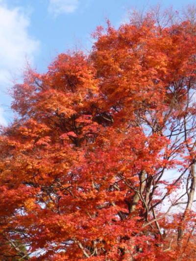 有馬紅葉【1】中国自動車道イェロー主調の重層紅葉に感動する