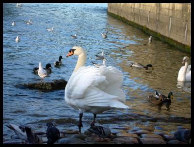 セーヌの鳥たち（PARIS）