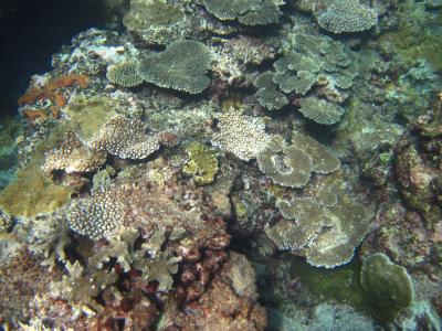 黒島仲本リーフの外でシュノーケル　奇跡の6日間(爆)　八重山　黒島・パナリ旅行記　第1日2