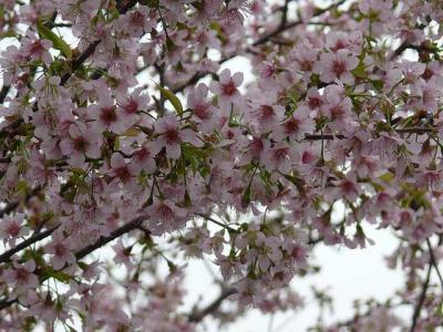 藤が丘地区センターのヒマラヤ桜は見ごろ