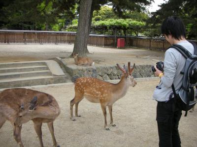2009GW　古の都奈良を楽しむ