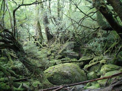 yutaの旅行記 ☆屋久島3日間の旅☆