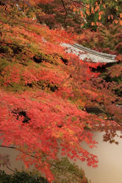 &#39;09紅葉の京都をユク－前編①　～床紅葉の岩倉実相院門跡～