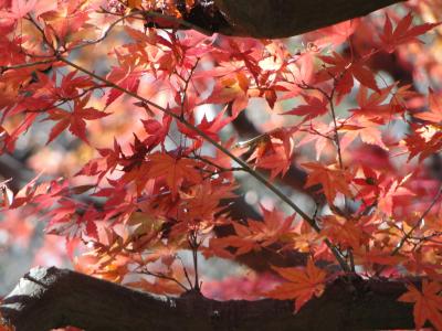 紅葉の鎌倉 2009