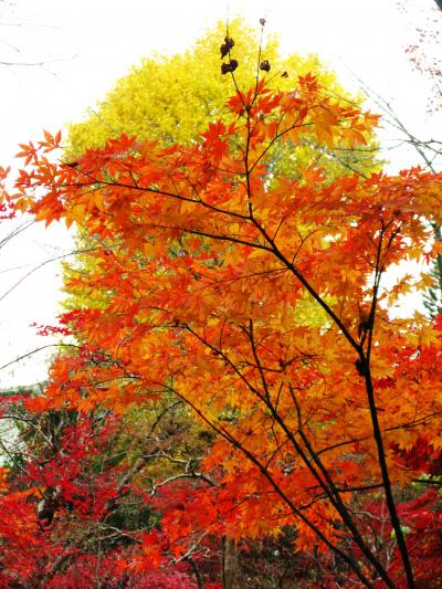 新座-3　平林寺の紅葉は真っ盛り　☆錦模様の葉いろいろ