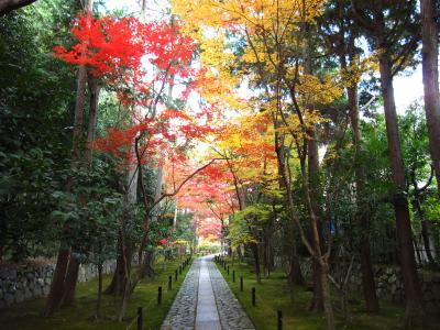 京都の紅葉　①鹿王院
