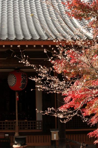&#39;09紅葉の京都をユク－前編③　～赤山禅院もみじ祭～