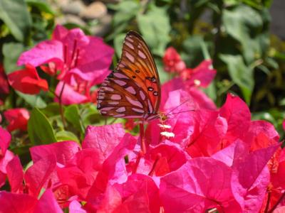 2ndハワイも11月★マウイ編