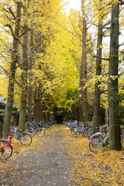 ２００９紅葉【万博公園・久安寺・箕面の滝】