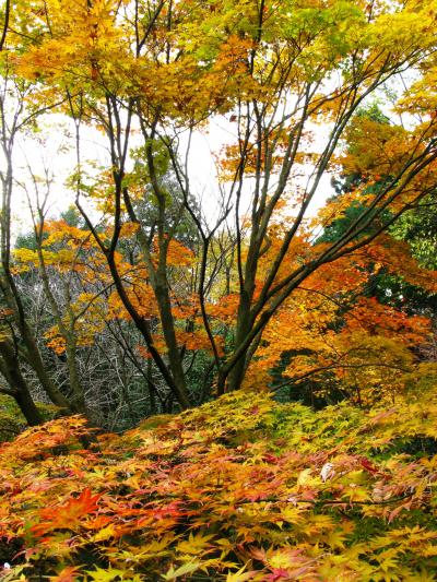 新座-4　平林寺雑木林は天然記念物　☆武蔵野の面影残して